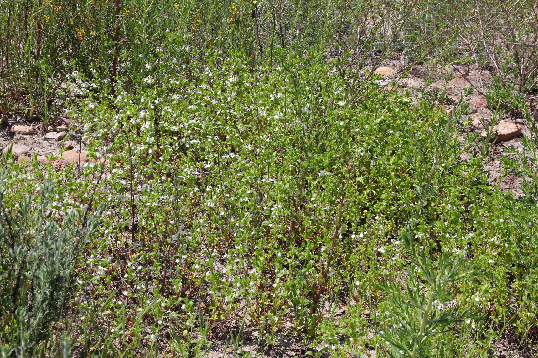 Image of San Diego thorn-mint