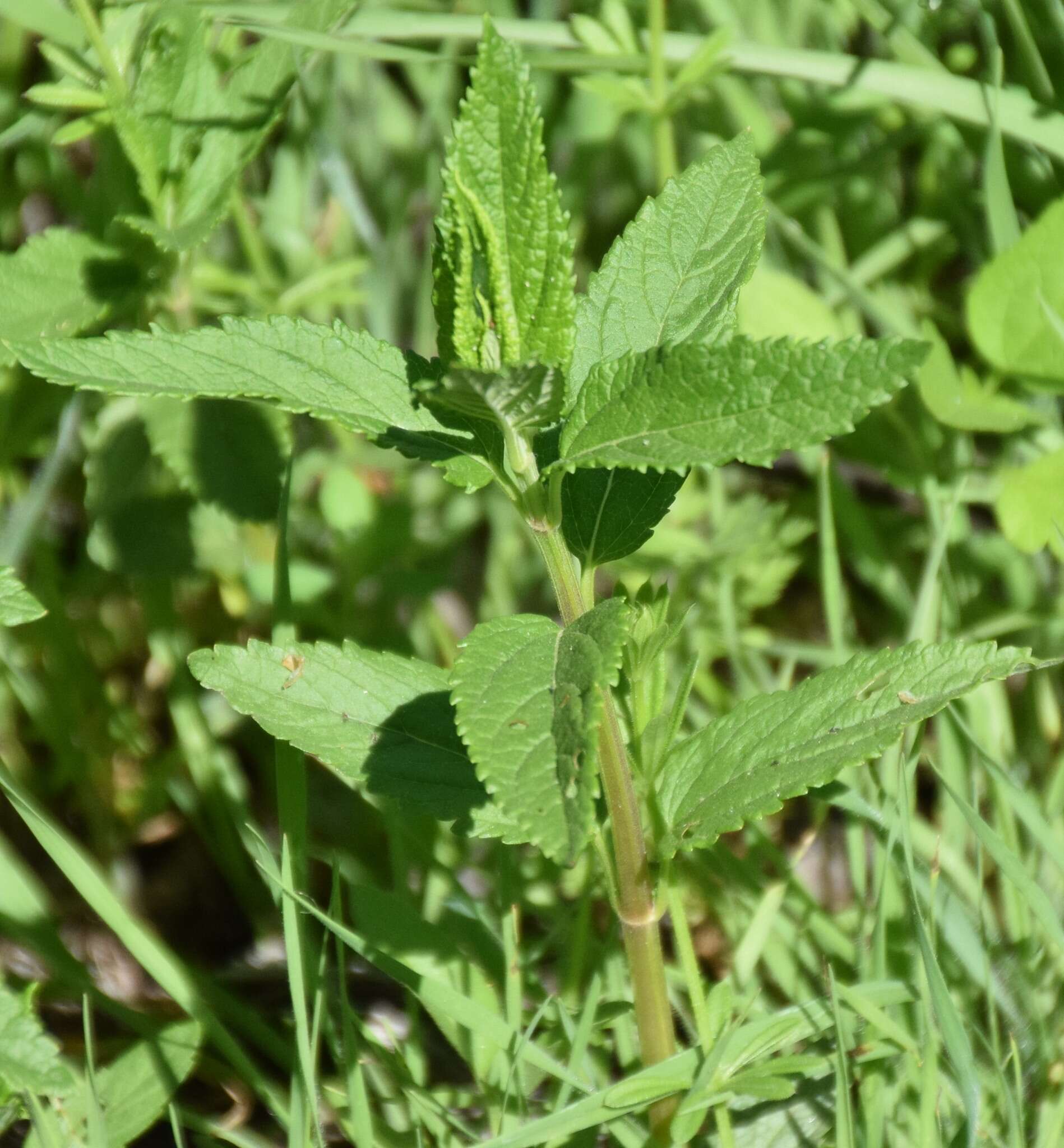 Image of Canada germander