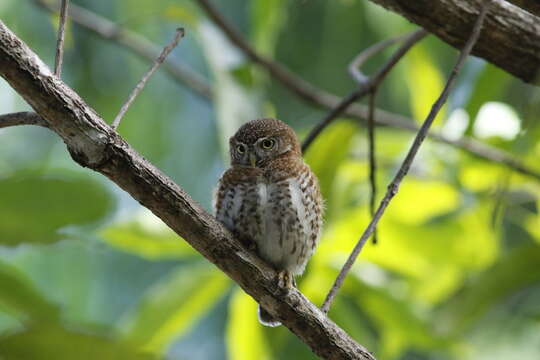 Image of Cuban Pygmy Owl