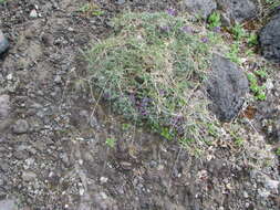 Image de Oxytropis pumilio (Pall.) Ledeb.