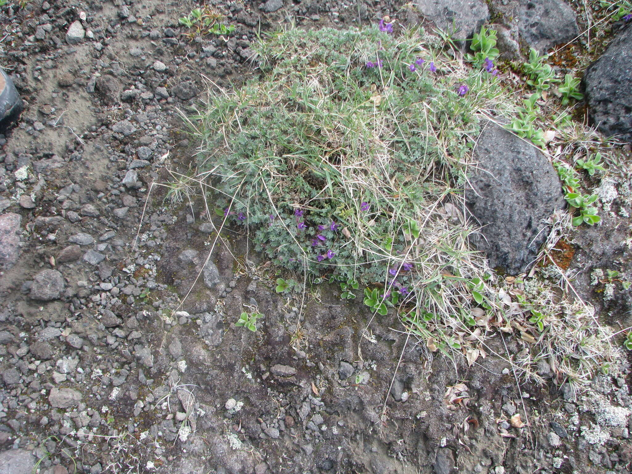 Image de Oxytropis pumilio (Pall.) Ledeb.