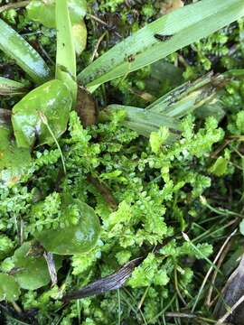 Image of Meadow Spike-Moss