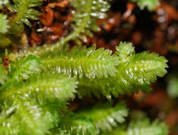 Image of Schistochila lehmanniana (Lindenb.) Steph.