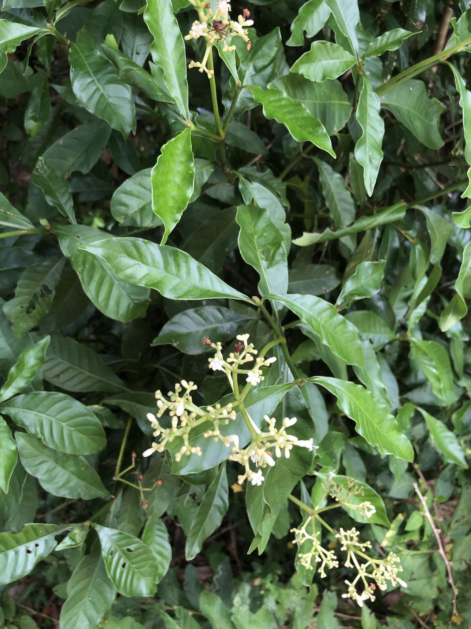 Image of Psychotria carthagenensis Jacq.