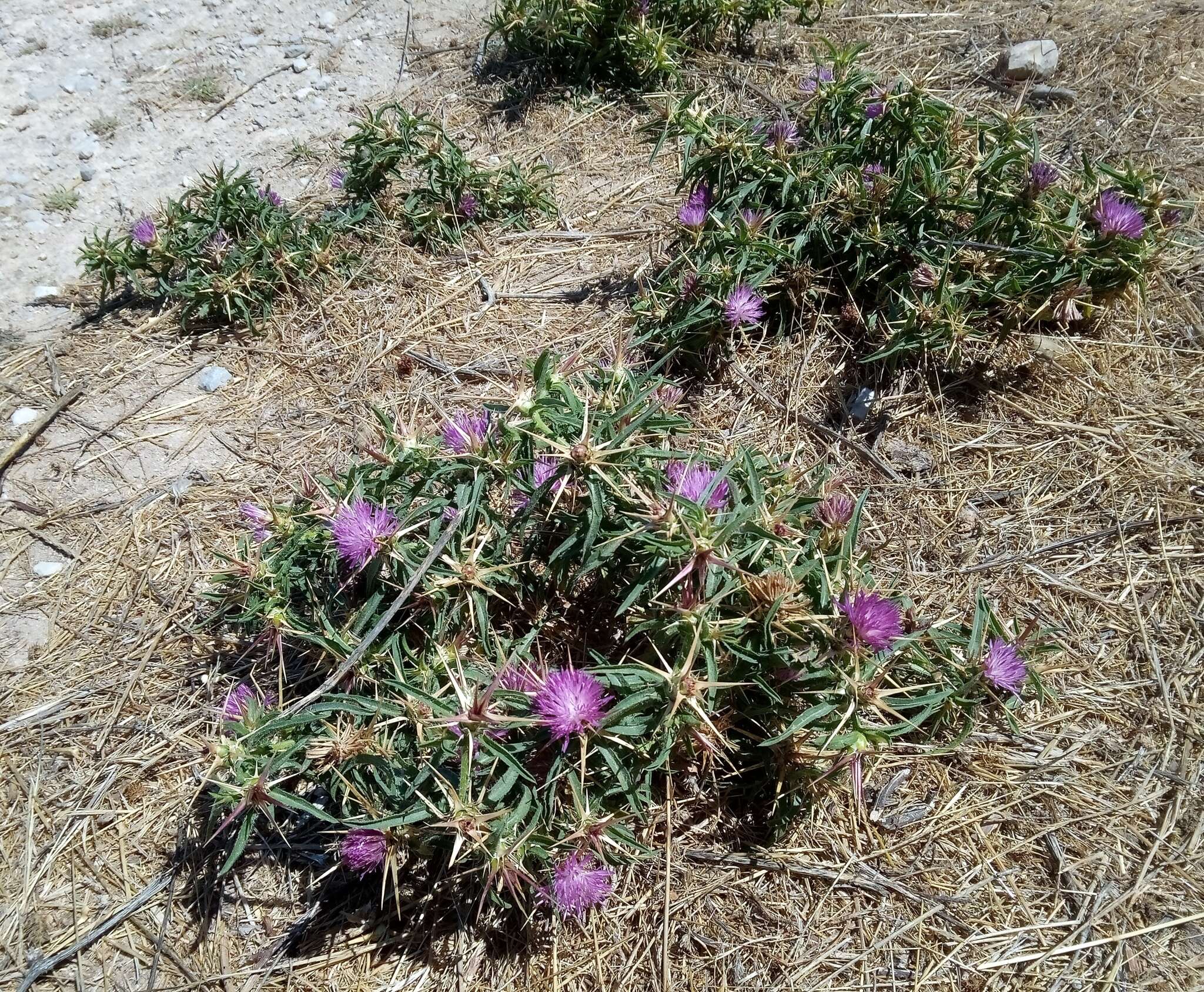 Image of Centaurea calcitrapa subsp. calcitrapa