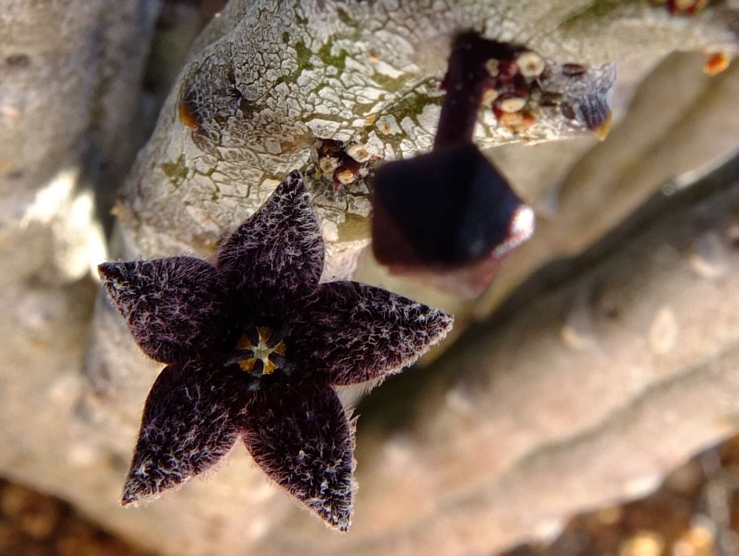 Image de Ceropegia pruinosa (Masson) Bruyns