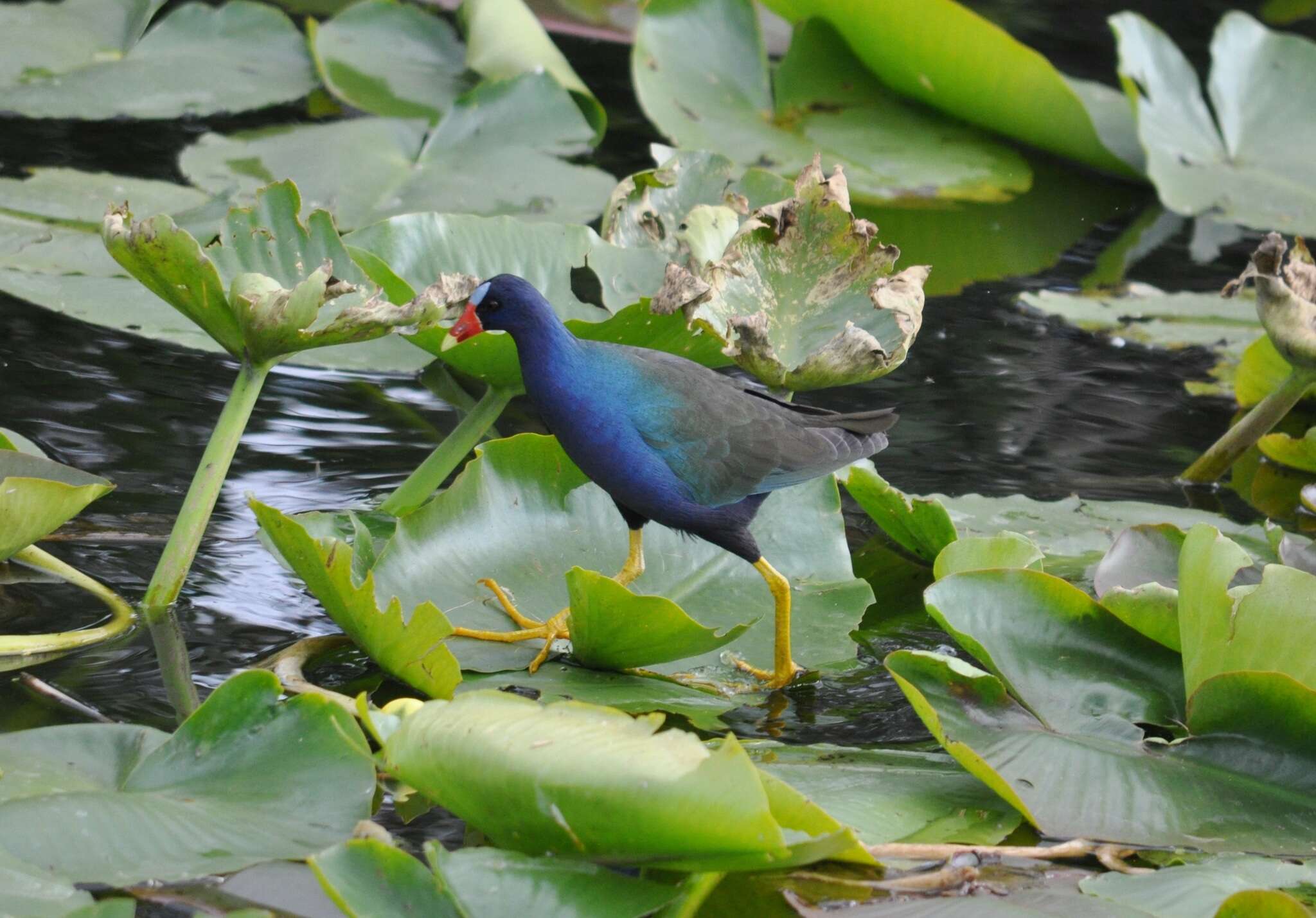 Image of American Purple Gallinule