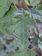 Image of Malva olbia (L.) Alef.