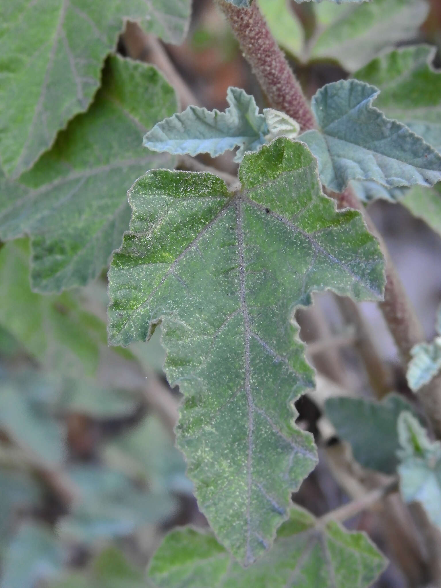 Image of Malva olbia (L.) Alef.