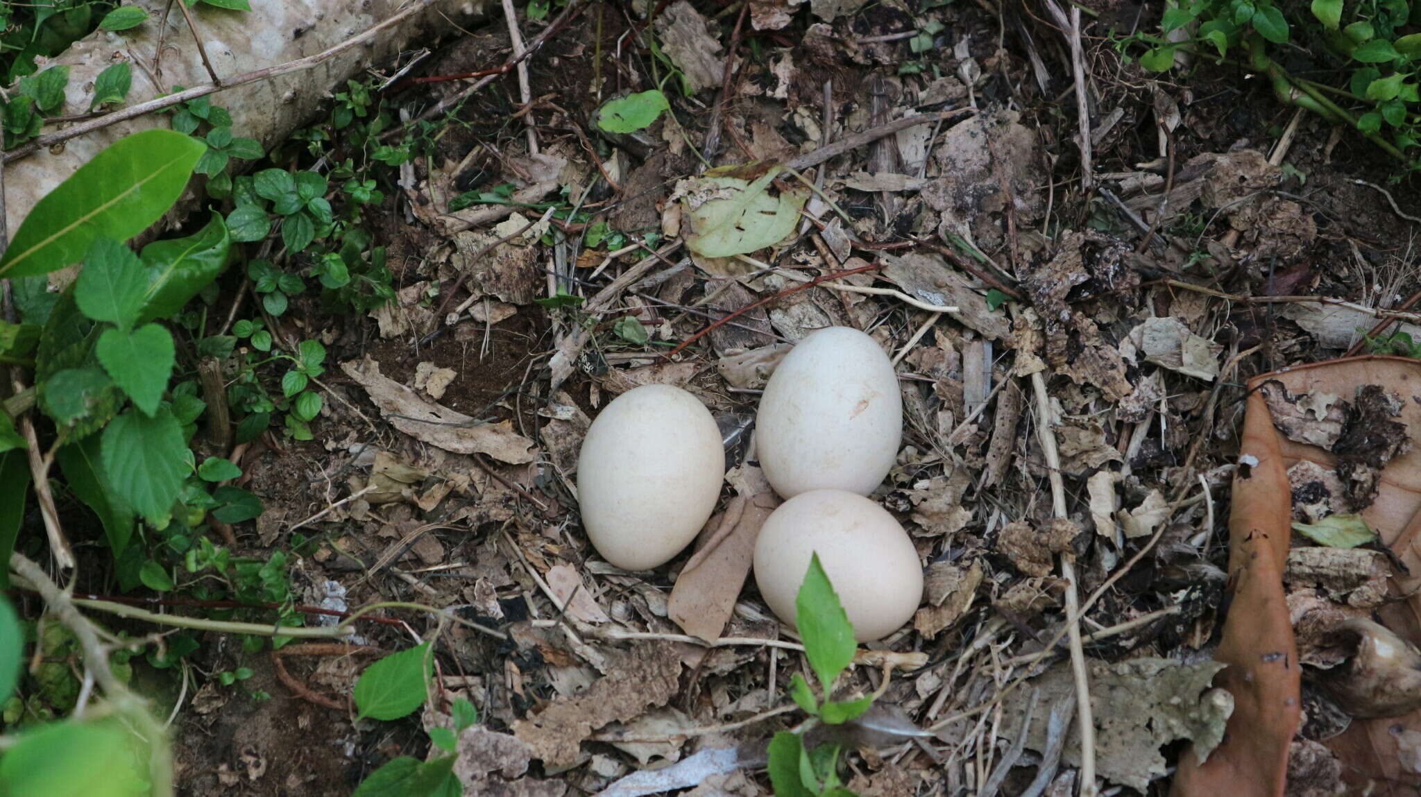 Imagem de Pavo muticus muticus Linnaeus 1766