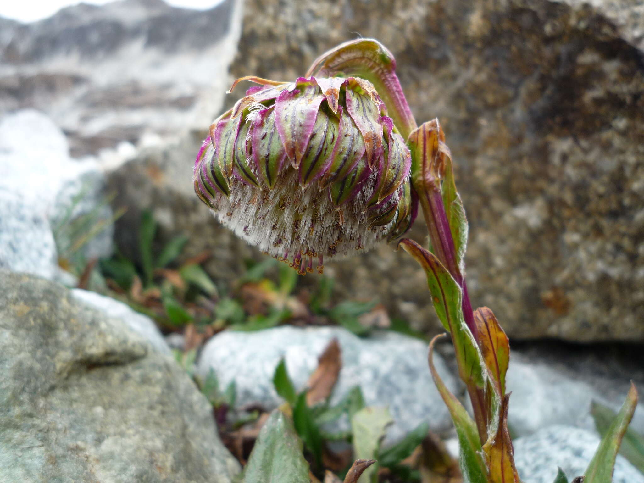 Image of Culcitium serratifolium Meyen & Walp.