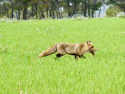 Image of Vulpes vulpes silacea Miller 1907