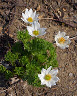 Anemone drummondii S. Wats. resmi