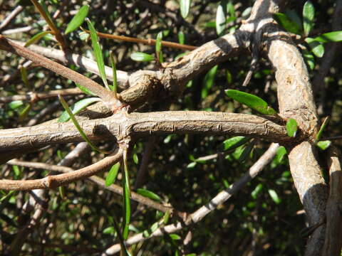 Image of Olearia virgata var. laxiflora (Kirk) Allan