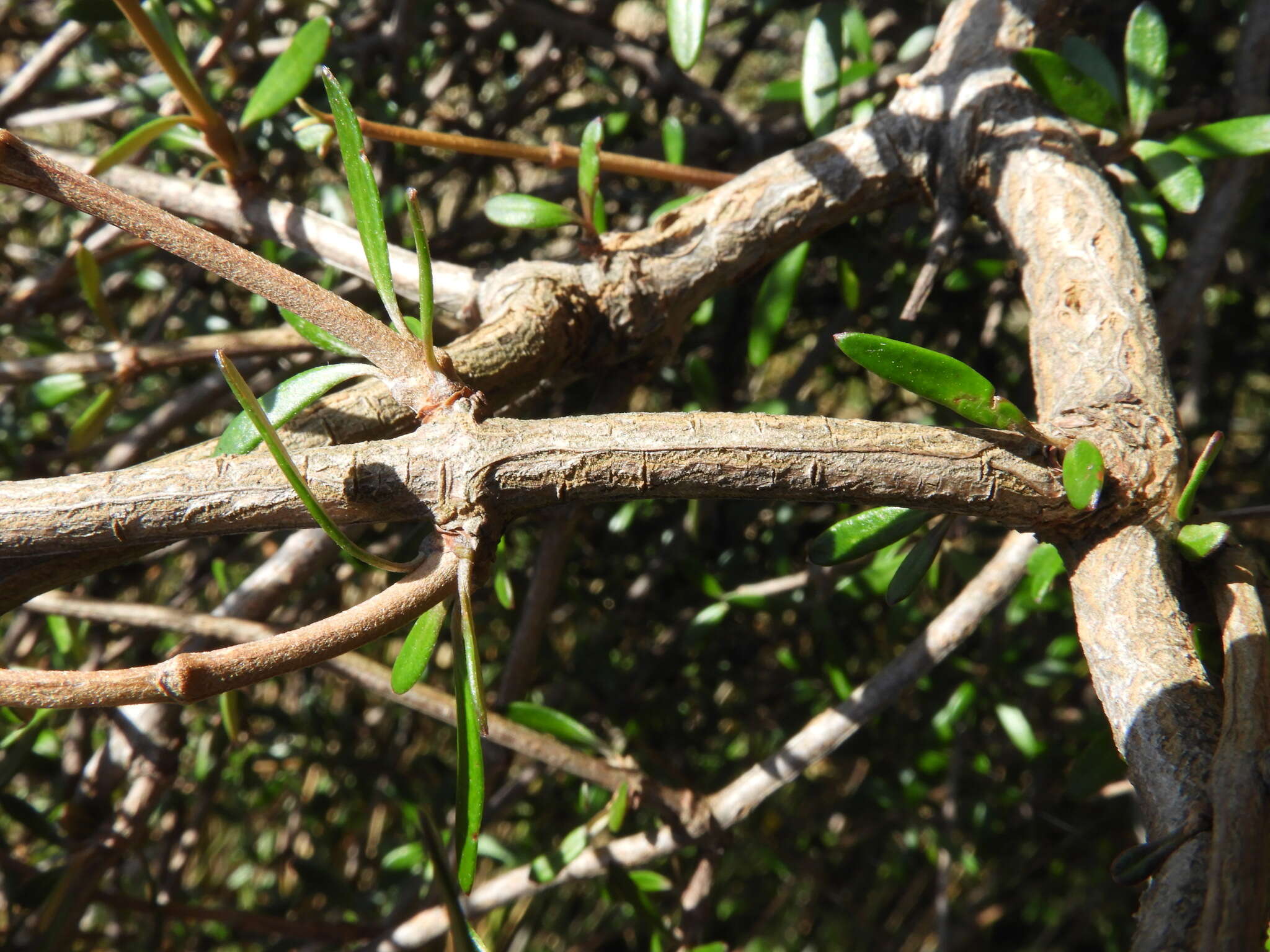 Imagem de Olearia virgata var. laxiflora (Kirk) Allan