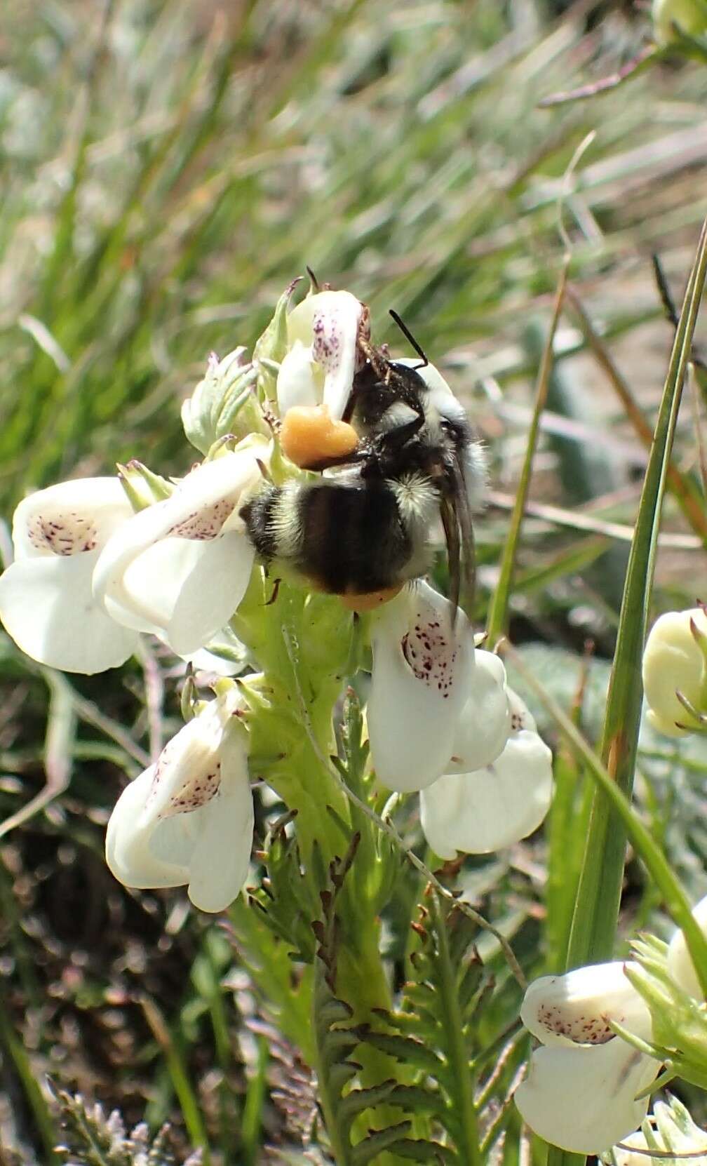 Image of Bombus vancouverensis nearcticus Handlirsch 1888