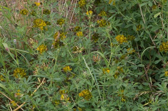 Image of Sand Lucerne