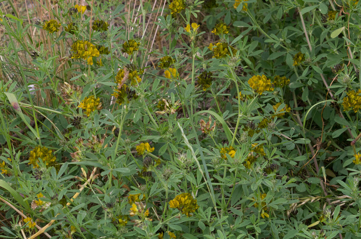 Medicago sativa subsp. varia (Martyn) Arcang.的圖片