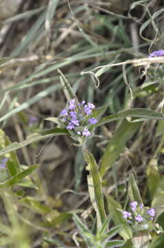 Image of Ziziphora capitata L.