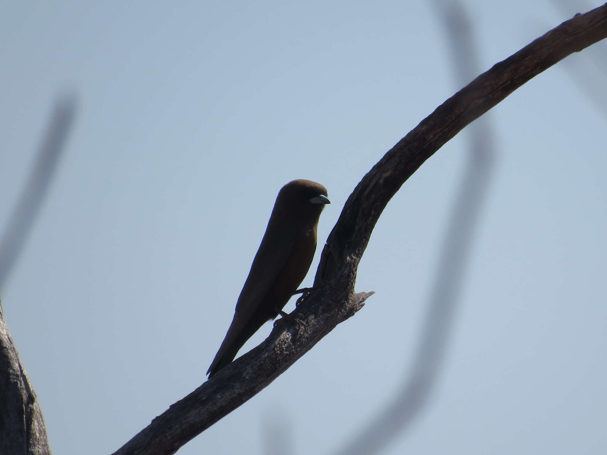 Image of Little Woodswallow