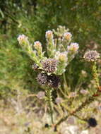 Image of Leucadendron thymifolium (Salisb. ex Knight) I. J. M. Williams