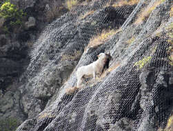 Image of European mouflon