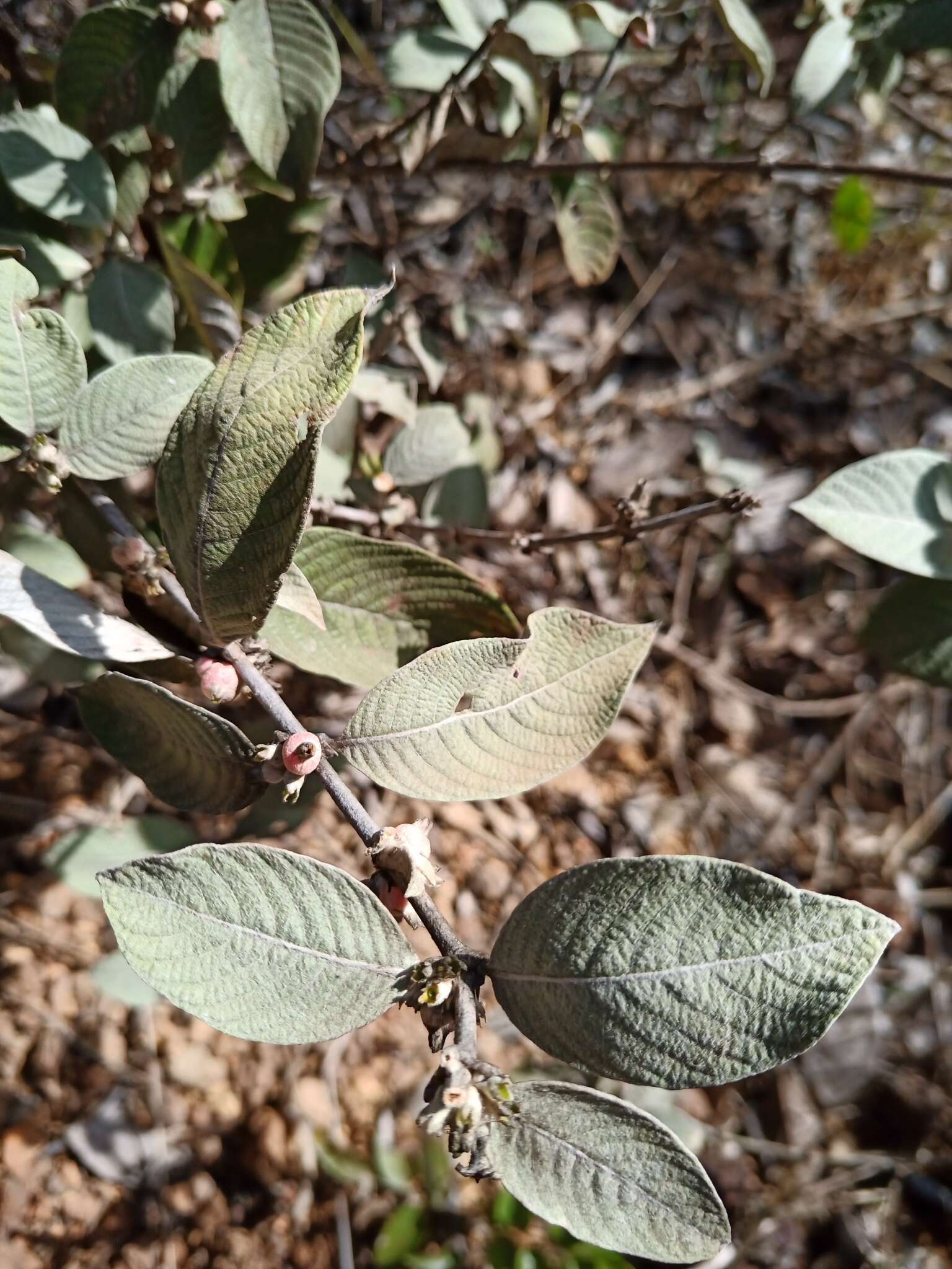 Image de Sabicea brasiliensis Wernham