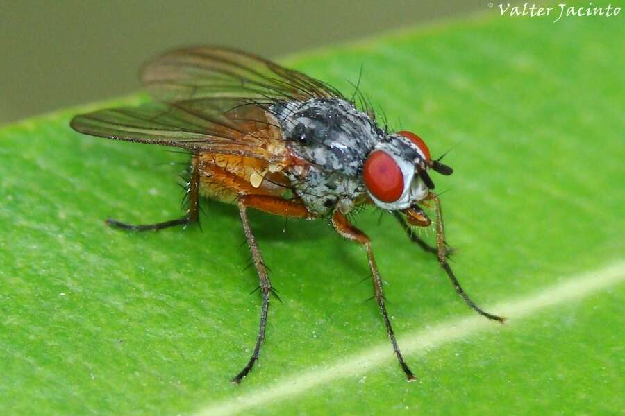 Image of Pegomya bicolor (Wiedemann 1817)