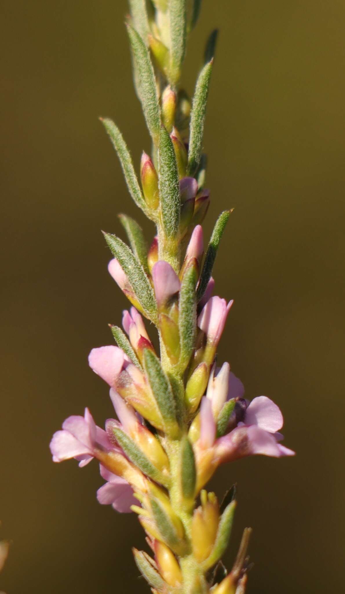 Image of Muraltia knysnaensis Levyns