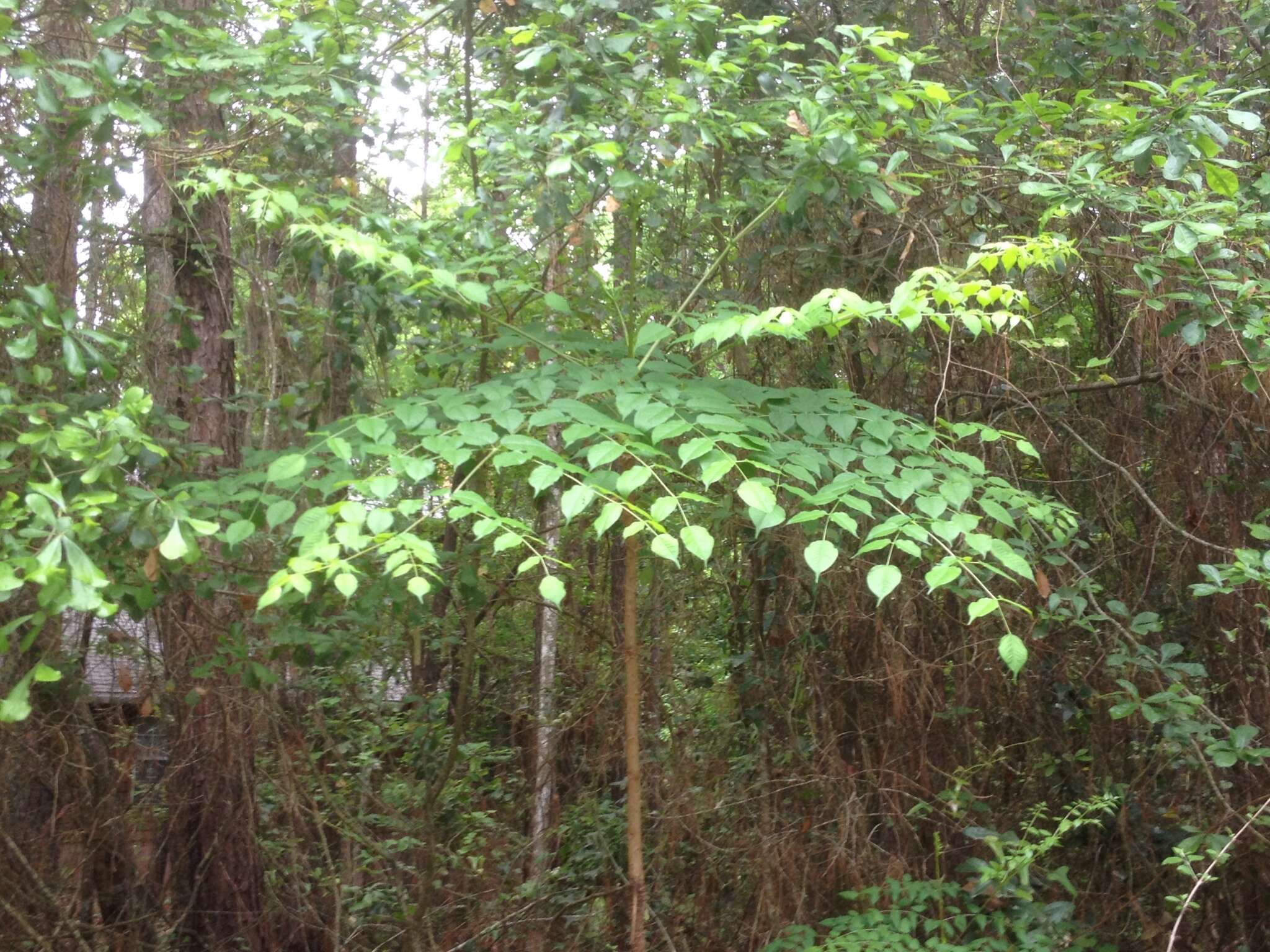 Image of devil's walkingstick