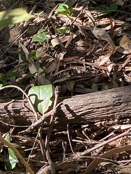 Image of Collared Whip Snake