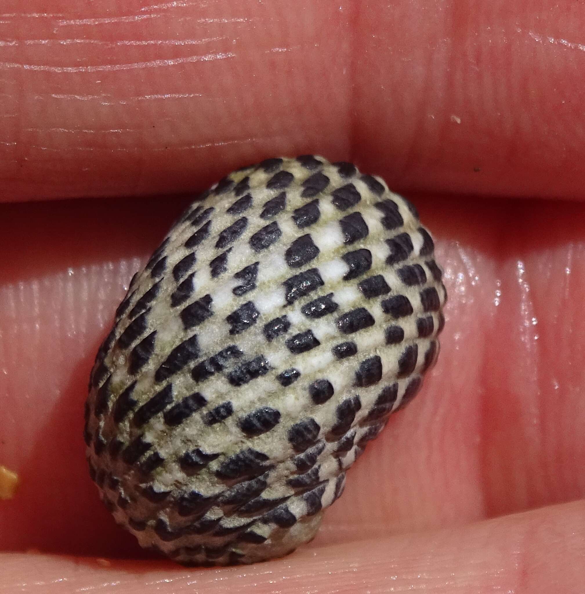 Image of checkered nerite