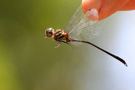 Слика од Macrothemis extensa Ris 1913