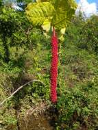 Coccoloba rugosa Desf. resmi