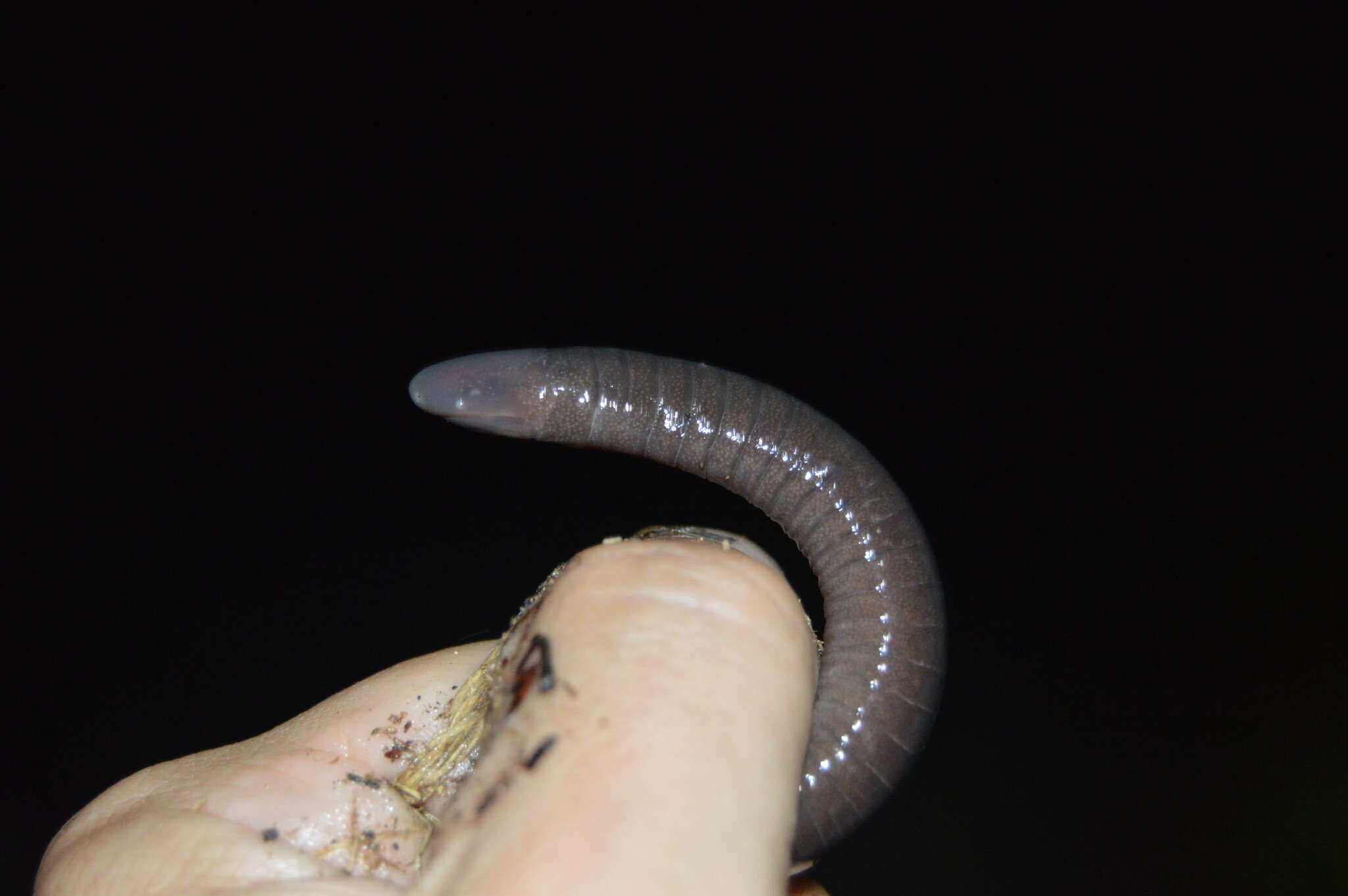 Image of Oaxacan Caecilian