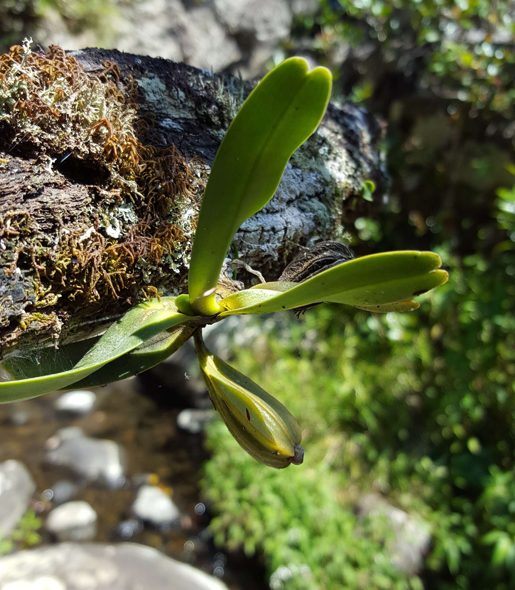 Image of Angraecum borbonicum Bosser