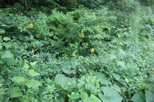 Image of Ligularia fischeri (Ledeb.) Turcz.