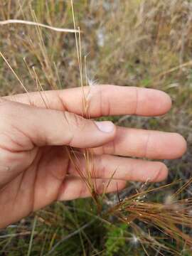 Image of Schizachyrium gracile (Spreng.) Nash