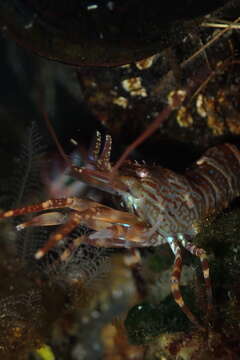 Image of intertidal coastal shrimp