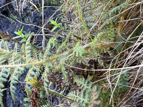 Imagem de Polystichum haleakalense Brack.