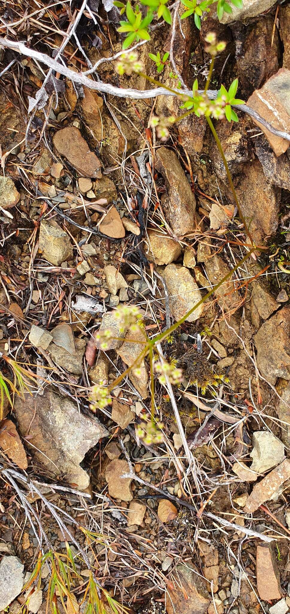 Image of Anisotome filifolia (Hook. fil.) Cockayne & Laing