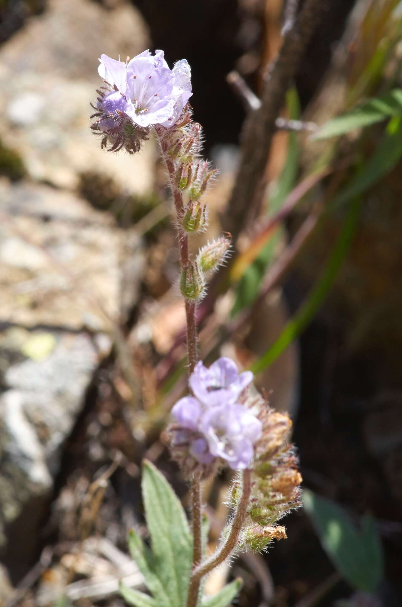 Imagem de Phacelia breweri A. Gray