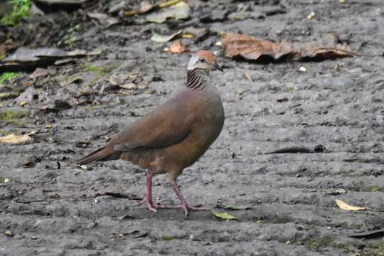 Image of Lined Quail-Dove