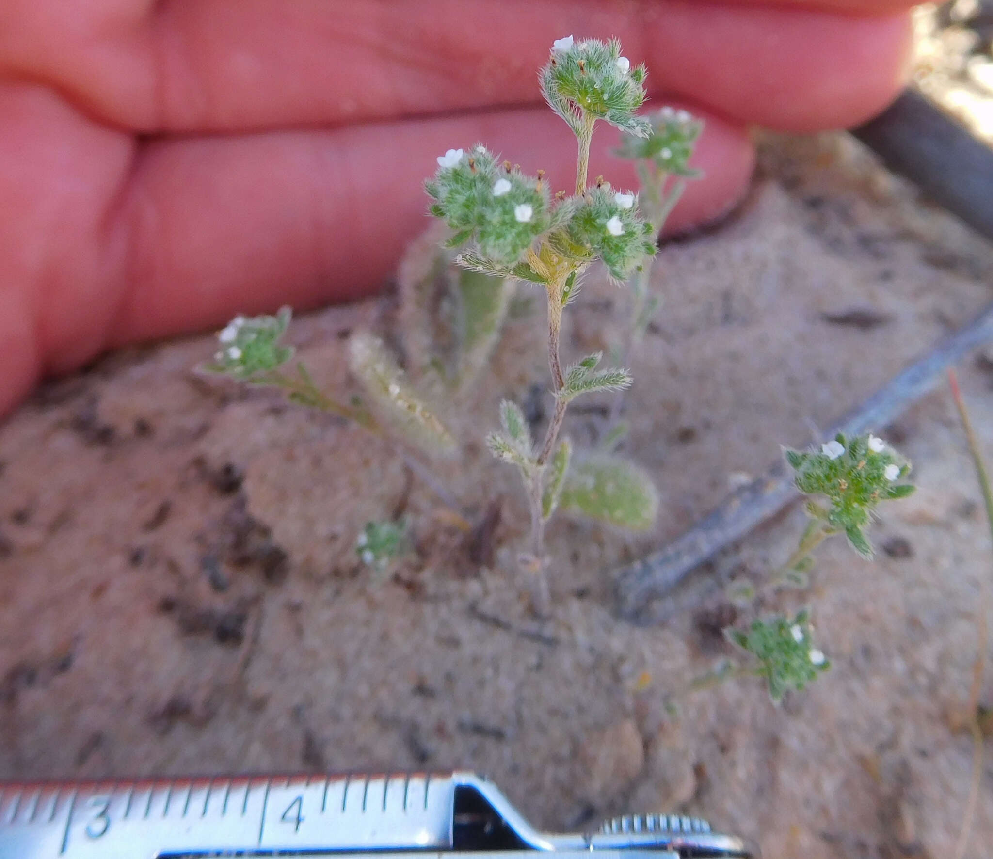 Plancia ëd Eremocarya micrantha (Torr.) Greene