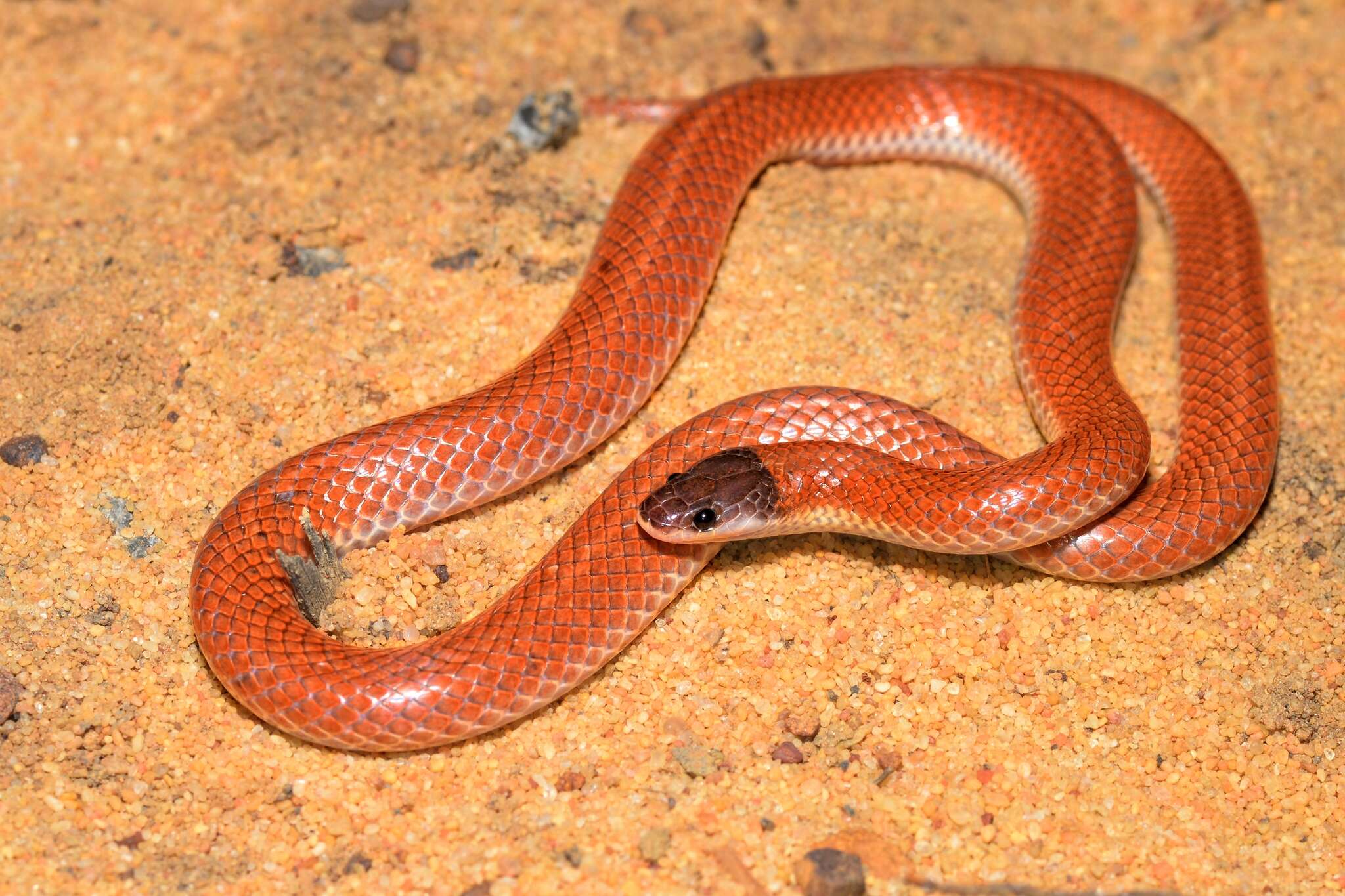 Image of Hooded Snake