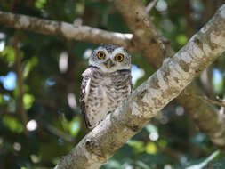 Image of Spotted Owlet