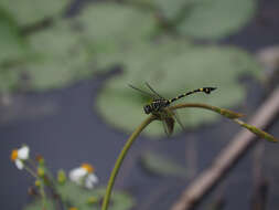 Imagem de Ictinogomphus rapax (Rambur 1842)