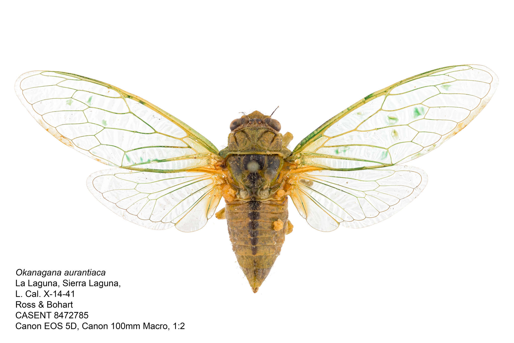 Okanagana aurantiaca Davis & W. T. 1917的圖片