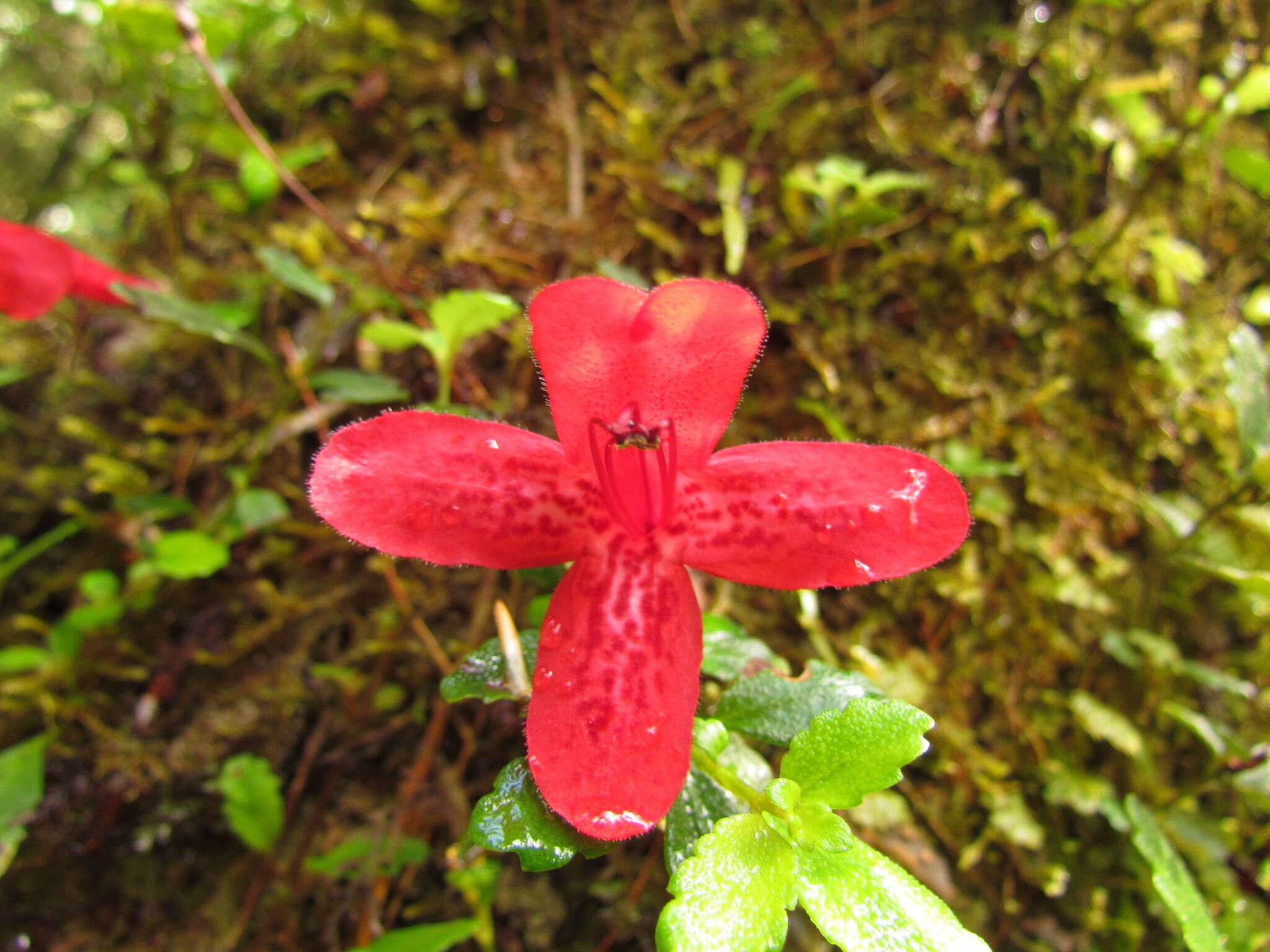 Imagem de Asteranthera ovata (Cav.) Hanst.