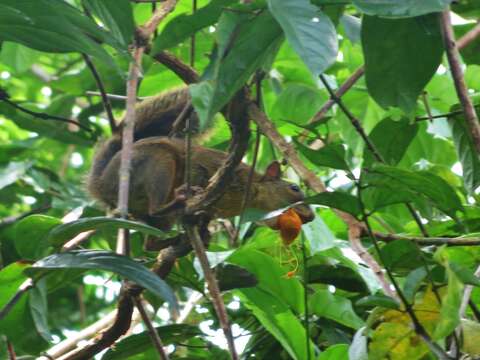 Image of Sciurus richmondi Nelson 1898